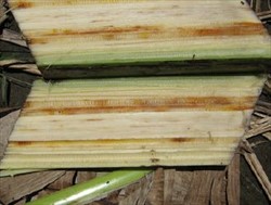 Photo 5. Streaks and bands of rots in the vascular tissues of a banana with banana wilt associated Bogia phytoplasma disease.