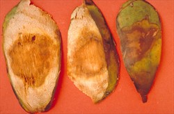Photo 3. Slices from nuts (Photo 2) showing internal infections by Phytophthora hevae.