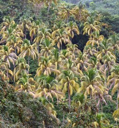 Photo 2. Yellowing of mature palms, due to infestation of coconut (false) scale, Aspidiotus rigidus.