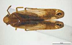 Photo 3. Adult planthopper, Zophiuma butawengi, showing the characteristic patterns on the wings.