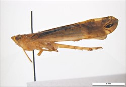 Photo 2. Adult planthopper Zophiuma butawengi: side view.