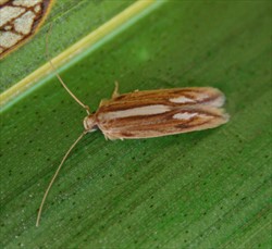 Photo 1. Male adult, coconut flat moth, Agonoxena argaula.