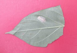 Photo 3. Eggs of coconut flat moth, Agonoxena argaula, on the underside of a sweet potato leaf.