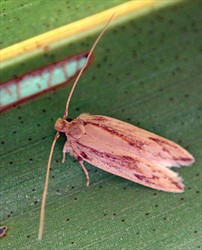 Photo 2. Female adult, coconut flat moth, Agonoxena argaula.