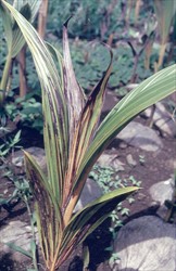 Photo 1. Seedling from a nursery in Samoa showing coconut leaf stripe disease. The disease sometimes develops after a few days of heavy rain.