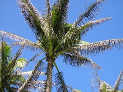 Photo 5.Single coconut palm to show the extensive leaf damage when attacked by the coconut leafminer, Promecotheca species.