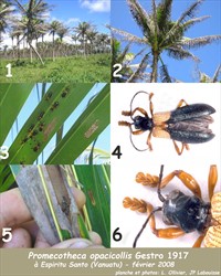 Photo 6. A poster showing symptoms caused by the coconut leafminer, Promecotheca species, and its biology.