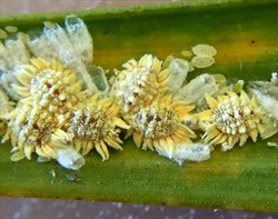 Photo 5. Adult females, males (cocoons) and crawlers (first instar nymphs), coconut mealybug, Nipaecoccus nipae.