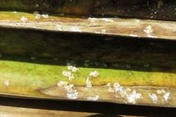 Photo 3. Colonies of female and male coconut mealybug, Nipaecoccus nipae.