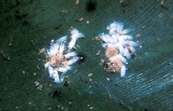 Photo 4. Adult females, males and crawlers (first instar nymphs), coconut mealybug, Nipaecoccus nipae.