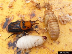 Photo 3. Adult, larva and pupa, red plam weevil, Rhyncophorus ferrugineus.