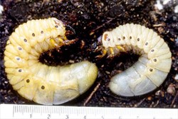 Photo 2. Scapanes australis third stage larvae.