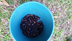 Photo 17. Bucket trap with catch of coconut rhioceros beetles, Oryctes rhinoceros.