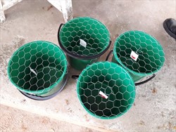 Photo 15. Bucket traps for coconut rhinoceros beetles, Oyctes rhinoceros, with checken-wire covers and pheromone (Fiji).