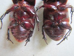 Photo 11. Underside of adult coconut rhinoceros beetle, Oryctes rhinoceros, to show the fuzzy group of hairs at the rear end of the female (left) compared to the male (right).