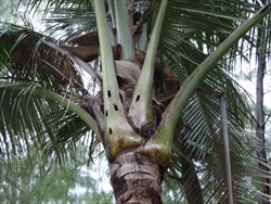 Photo 5. Holes made by adult coconut rhinoceros beetle, Oryctes rhinoceros, in the base of fronds. Presumably, the holes were made when the leaves were much younger as the beetle tunnelled into the crown of the palm. (Palau)
