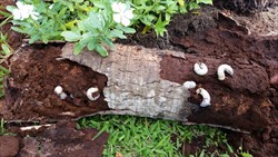 Photo 6. Larvae of coconut rhinoceros beetle, Orytes rhinoceros, in a rotten coconut trunk. A favourite breeding site, especially in still standing but decaying palms (Fiji).