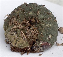 Photo 13. The grub or larva of a coconut rhinoceros beetle, Oryctes rhinoceros, infected by the fungus Metarhizium (Guam). The green areas are where the fungus is sporulating.