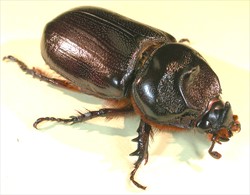 Photo 9. The adult is jet-black, up to 40 mm long with a prominent horn. Both male and female beetles vary in size, and size cannot be used to distinguish the sexes.