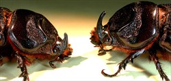 Photo 10. Close-up of the head end of the coconut rhinoceros beetle, Oryctes rhinoceros. Male (right), female (left).