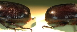 Photo 12. Close-up of the hind end of the coconut rhinoceros beetle, Oryctes rhinoceros. Female, with abundant hairs at the tip (left); male (right).