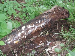 Photo 7. Larvae of coconut rhinoceros beetle, Orytes rhinoceros, under a log of unknown tree species.
