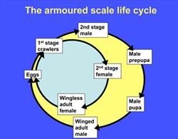 Diagram. Life-cycle of an armoured scale.