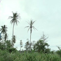 Photo 1. Isolated coconuts growing amongst dense vegetation heavily defoliated by unidentified sexava species.