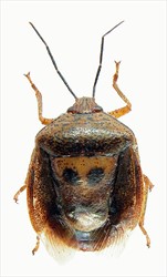 Photo 1. Axiagastus rosmarus. This is given as an example of a stink bug similar to Axiagastus cambelli.