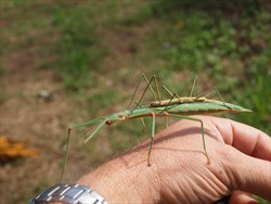 Photo 2. Male and female stick insect, Graeffea crouani.