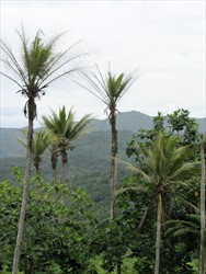 Photo 3. The stick insects, Graeffea crouani, have stripped the coconut fronds leaving only the midribs.