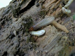Photo 1. Winged adult and worker termites, Neotermes rainbowii.