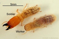 Photo 2. Coconut termite, Neotermes rainbowi, soldier and worker.