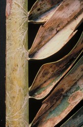 Photo 3. Threads of the fungus Corticium penicillatum along the midrib of a coconut leaf causing rots at the base of the leaflets.