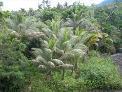 Photo 2. Severe infection of thread blight, Corticium penicillatum, over most leaves of a group of coconuts in a high rainfall area of Malaita, Solomon Islands. Cloud cover is high, as is rainfall, and the coconuts are growing at the bottom of a valley, with a river to the right.