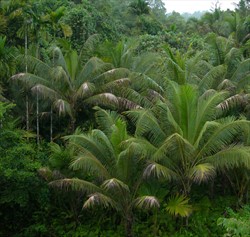 Photo 1. Coconuts growing in the high rainfall interior of Malaita, Solomon Islands, showing early infection of thread blight, Corticium penicillatum, on older leaves, mostly at the ends.