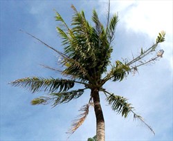 Photo 3. Coconut palm with advanced symptoms of tinangaja viroid.
