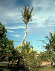 Photo 4. Coconut palm with advanced symptoms of tinangaja viroid showing the "pencil-point" tapering of the trunk.