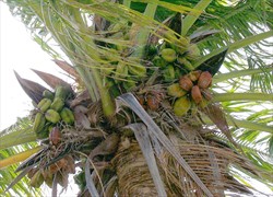 Photo 1. Distorted small nuts on a coconut palm with tinangaja viroid disease.
