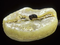 Photo 2. Adult Hypothenemus hampei, about 1.5 mm long, showing its relative size to a coffee bean.