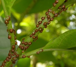 Photo 1. Coffee brown scale on the stems of unidentified host, (possibly Pseuderanthemum whartonianum), Honiara, Solomon Islands.