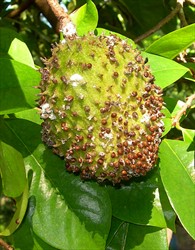 Photo 2. Female coffee brown scale, Saissetia sp., on a soursop fruit. The scales stay in place even after death.
