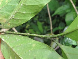 Photos 2. Adults and nymphs of coffee green scale (Coccus species) on young stem and bud.