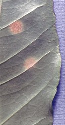 Photo 2. Yellow-orange spots on the underside of a coffee leaf caused by coffee rust, Hemileia vastatrix. The spots have started to form powdery spores.