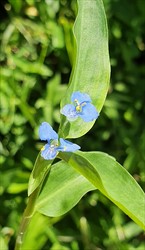 Photo 2. Leaves and flowers, commelina, Commelina diffusa.