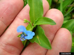 Photo 3. Flower showing three petals, stamens and sigma, commelina, Commelina diffusa.