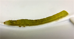 Photo 1. Larva of the cotton semi-looper, Anomis flava. Note the head is to the right.