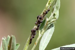 Photo 1. Colonies of the cowpea aphid, Aphis craccivora.