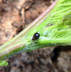 Photo 2. Adult cowpea aphid, Aphis craccivora.