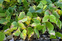 Photo 2. As the spots caused by Pseudocercospora cruenta enlarge and merge, the leaves yellow and die.